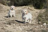 GOLDEN RETRIEVER 523